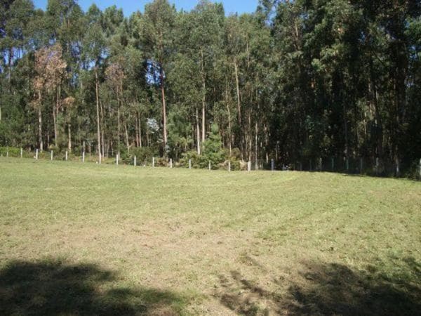 Terreno en Chan Aldea, km 5 photo 4