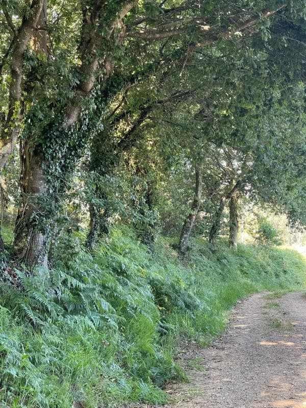Terreno en venta en Bergondo, A Coruña photo 5