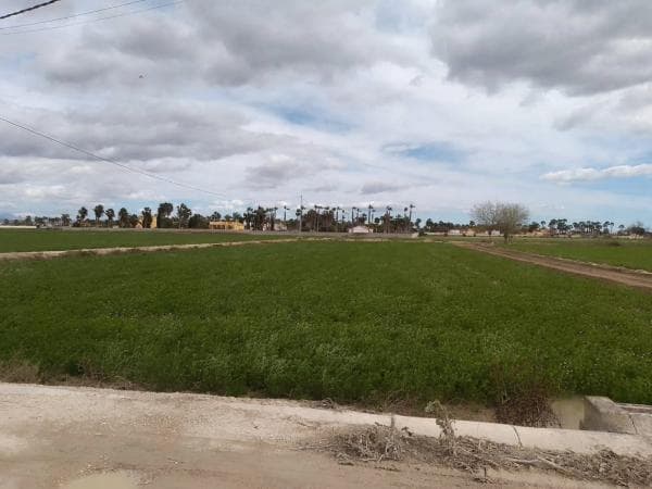 Terreno en Catral photo 1