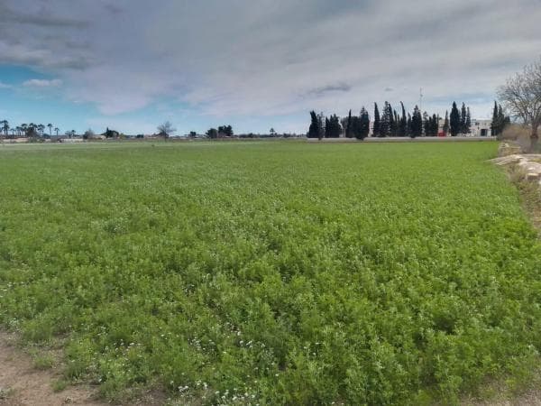 Terreno en Catral photo 4