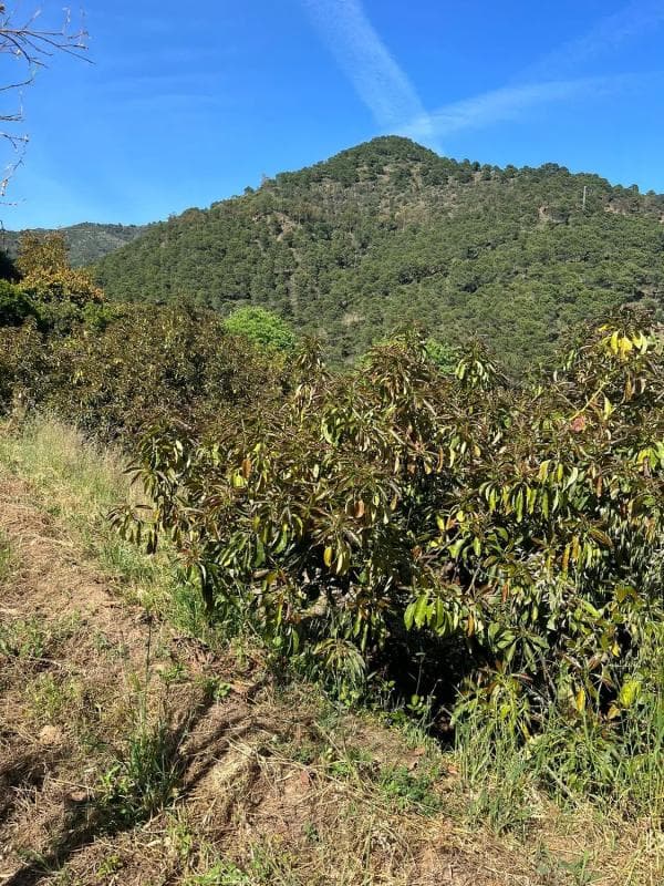 Terreno en venta en Ojén, Malaga photo 4