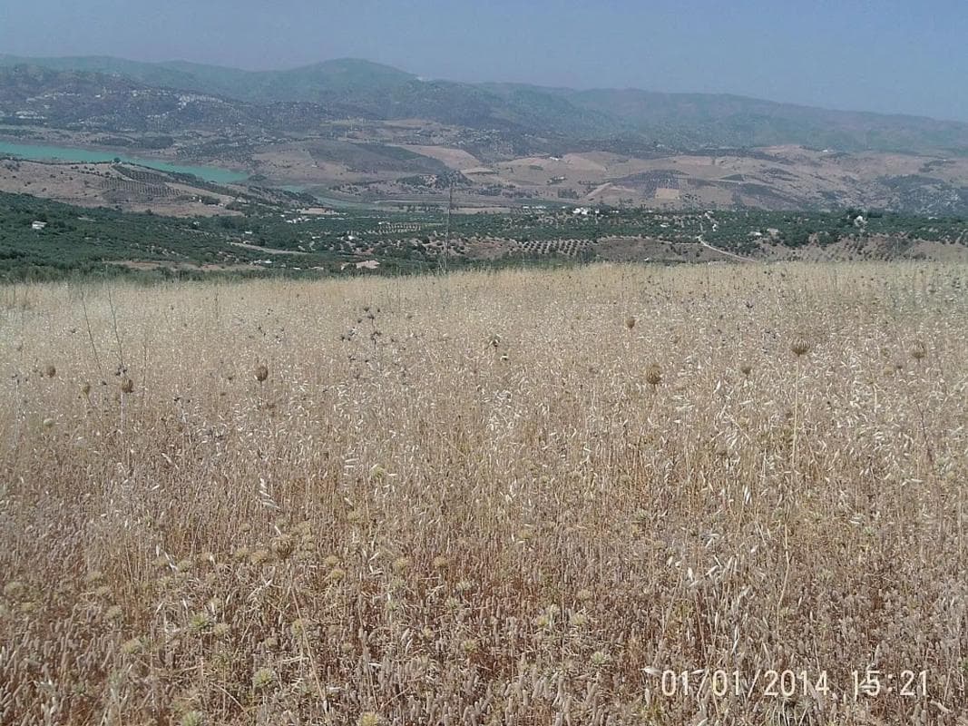 Terreno en venta en Alcaucín, Malaga photo 2