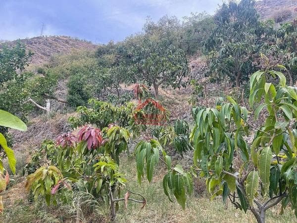 Terreno en Algarrobo photo 3