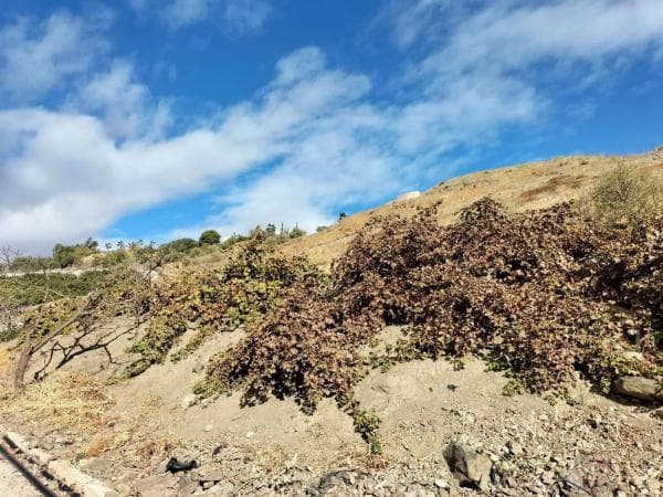 Terreno en Algarrobo photo 3