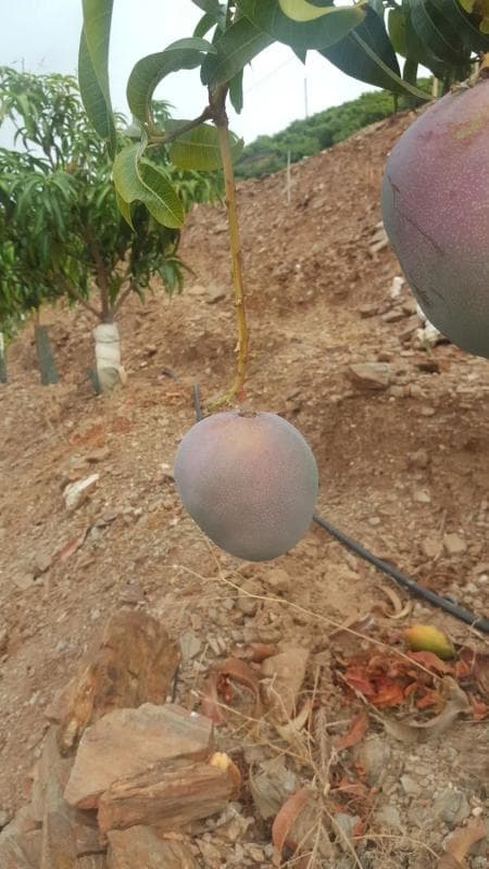 Terreno en venta en Benamargosa, Malaga photo 2