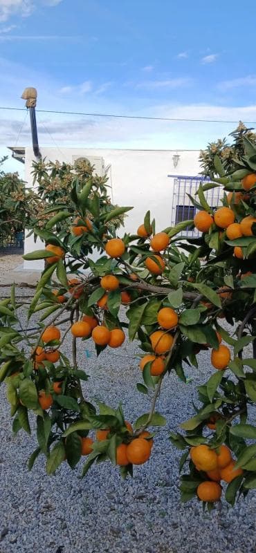 Terreno en venta en Benamargosa, Malaga photo 3