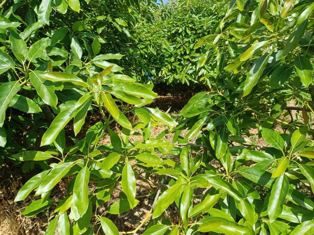 Terreno en venta en Torrox, Malaga photo 3