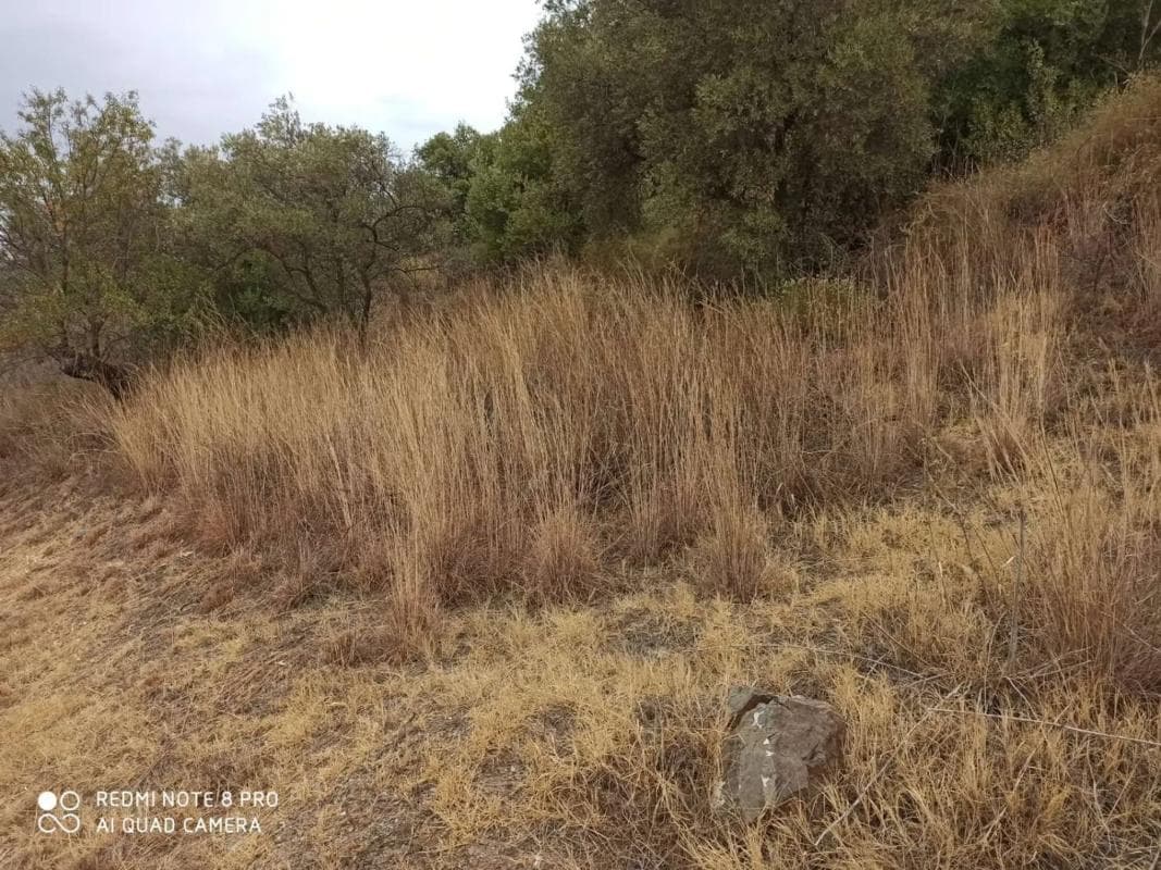 Terreno en venta en Totalan, Malaga photo 3