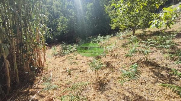 Terreno en Pereiro de Aguiar photo 1