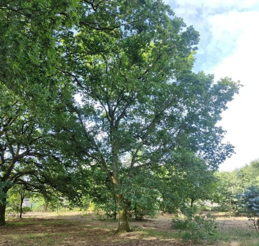 Terreno en venta en Vilamarin, Ourense photo 4