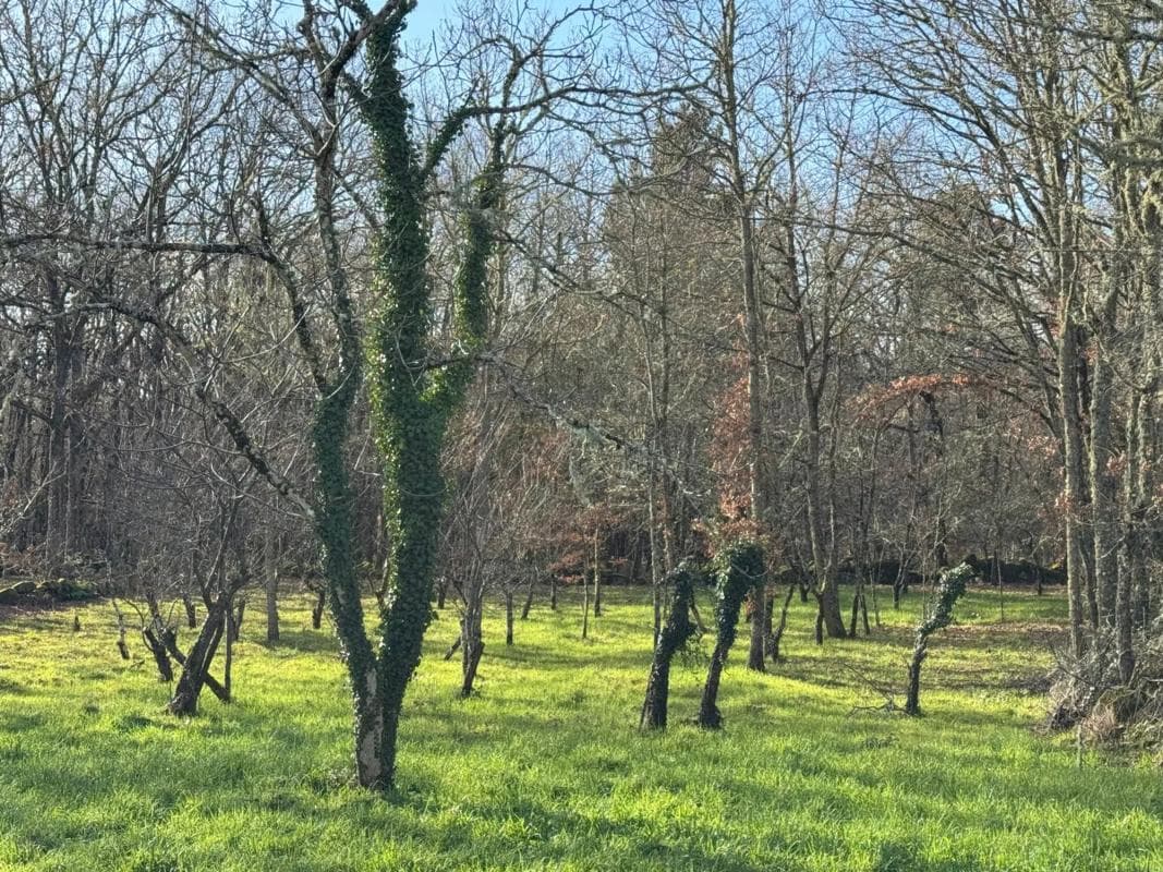 Terreno en venta en San Cibrao das Viñas, Ourense photo 3