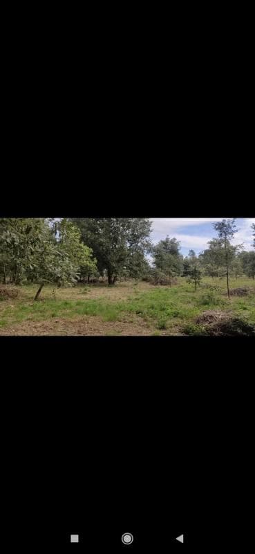 Terreno en venta en San Cibrao das Viñas, Ourense photo 3