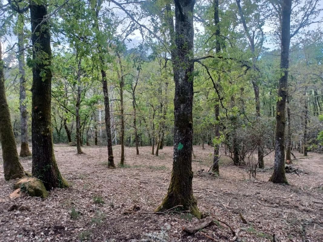 Terreno en venta en Pereiro de Aguiar, Ourense photo 5