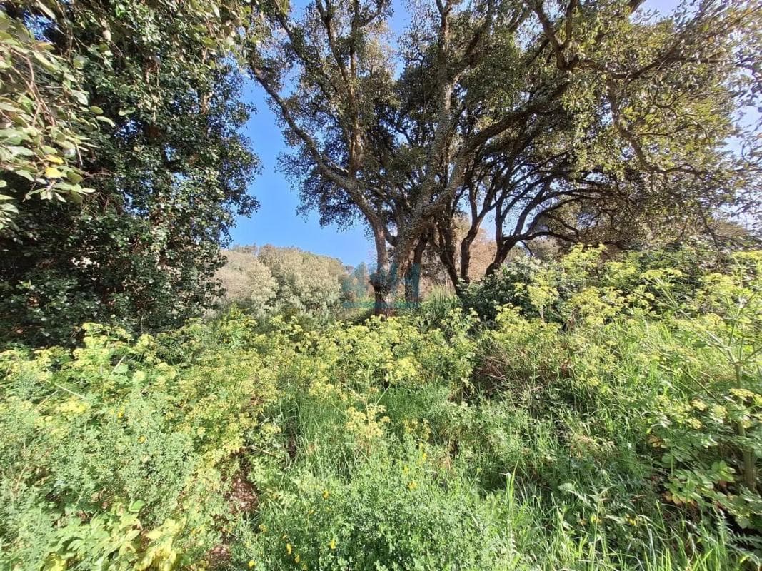 Terreno en venta en Pereiro de Aguiar, Ourense photo 2