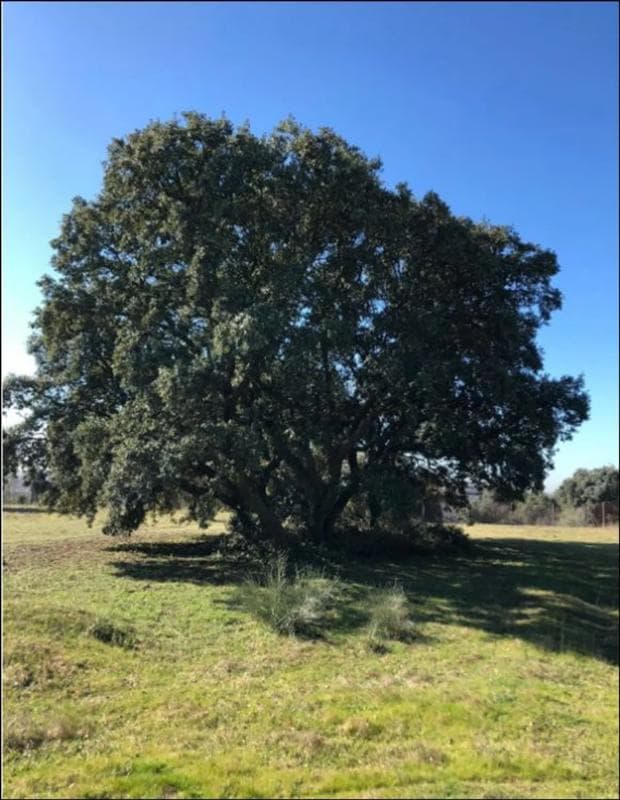 Działka na sprzedaż w Villaviciosa de Odón, Madryt photo 2