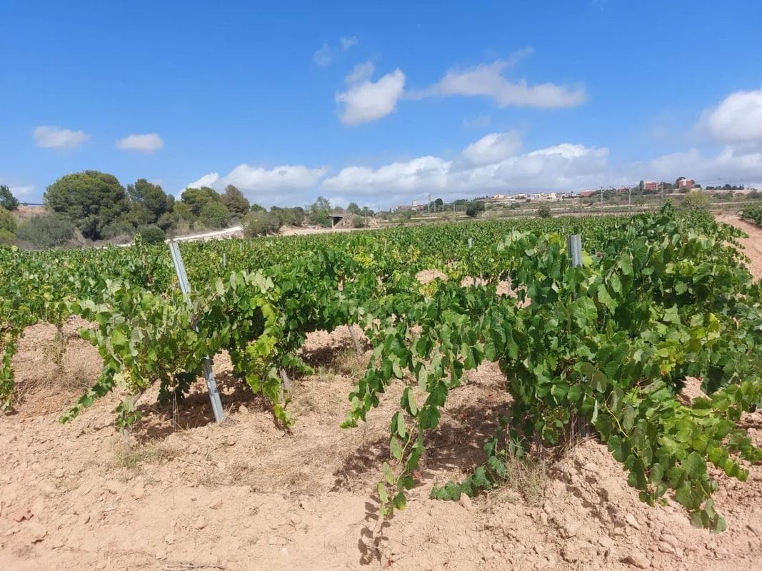 Terreno en venta en Vilafranca del Penedès, Barcelona photo 4