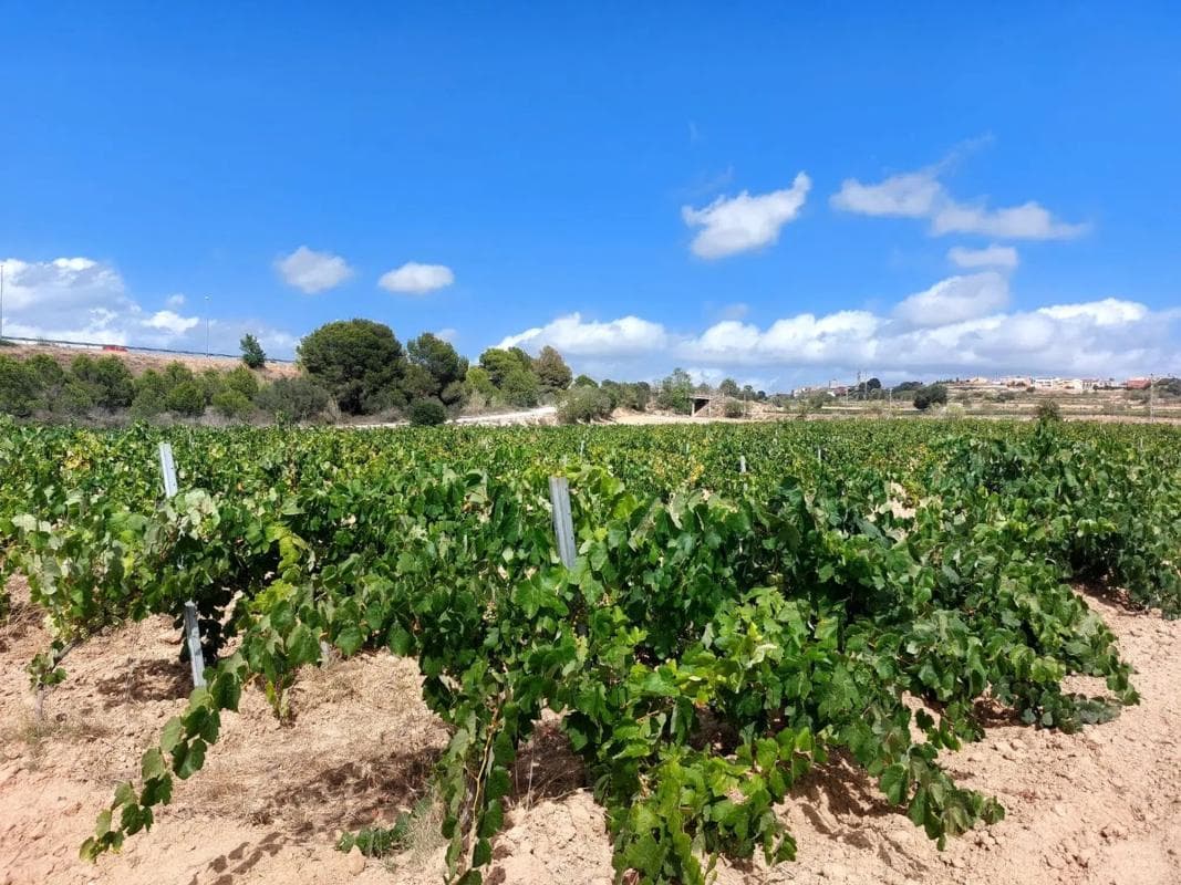 Terreno en venta en Vilafranca del Penedès, Barcelona photo 5