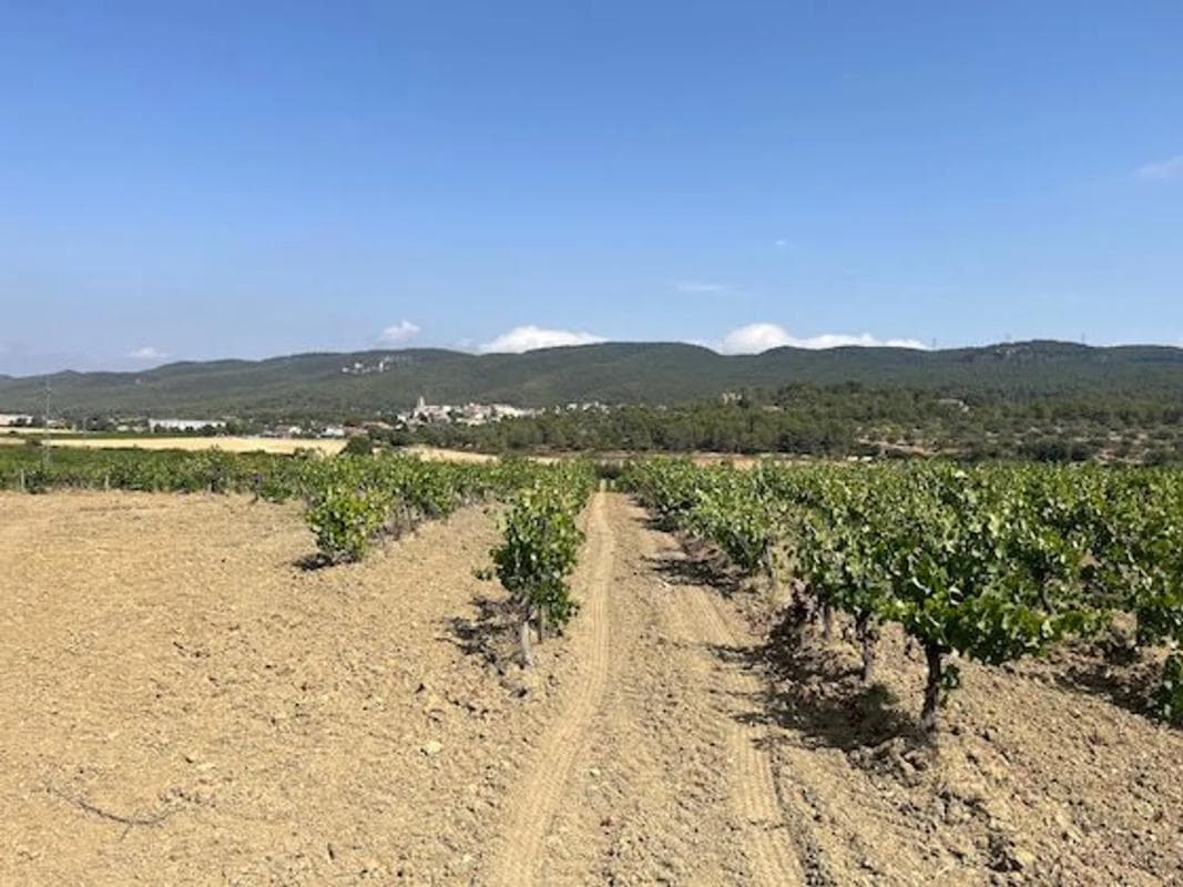 Terreno en venta en Llacuna, La, Barcelona photo 5