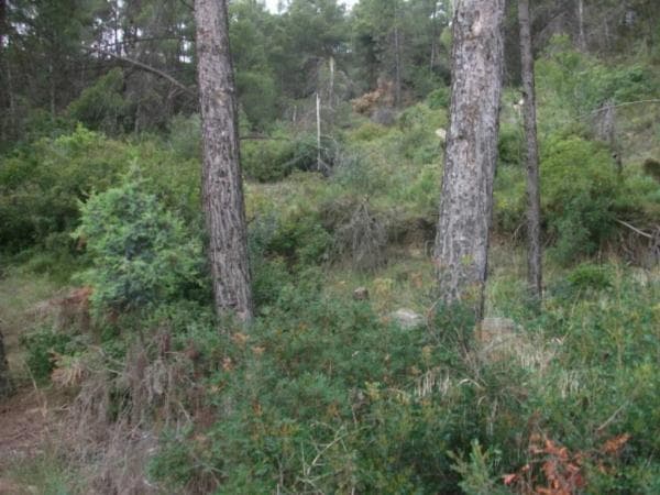 Terreno en Castellgalí thumbnail 1