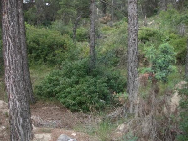 Terreno en Castellgalí photo 3