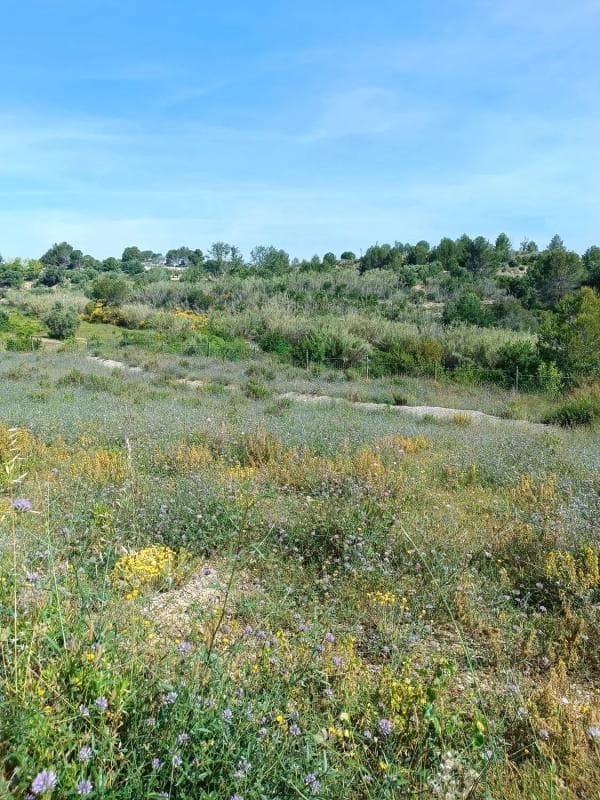 Terreno en venta en Sant esteve Sesrovires, Barcelona photo 4