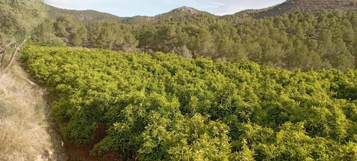 Terreno en venta en Quart de les Valls, Valencia photo 3