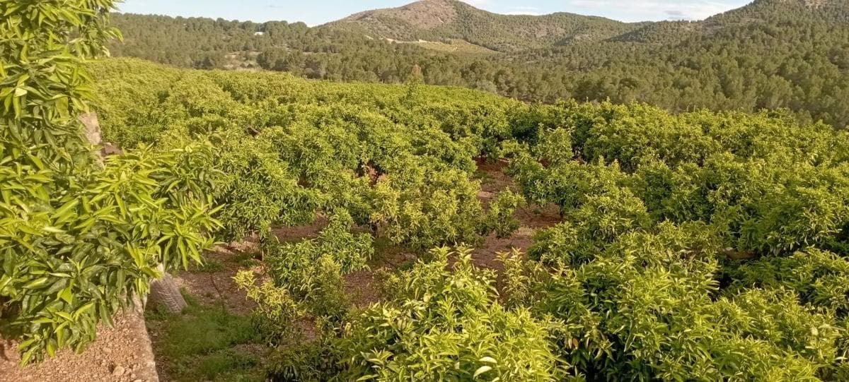Terreno en venta en Quart de les Valls, Valencia photo 4