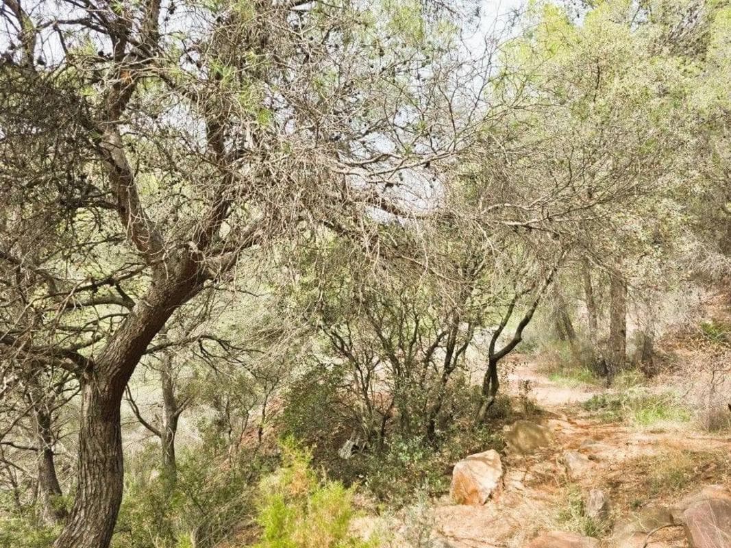 Terreno en venta en Serra, Valencia photo 4