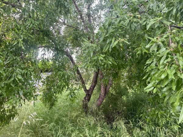 Terreno en Montesol photo 2