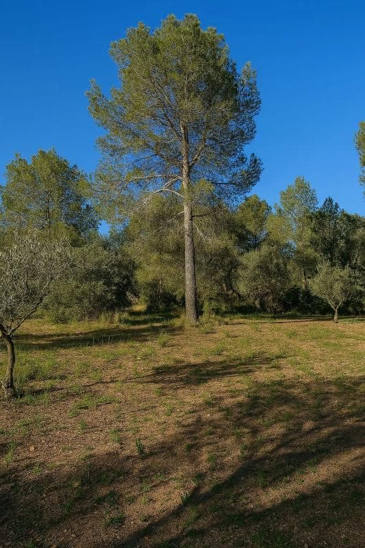 Terreno en venta en Vilamarxant, Valencia photo 4