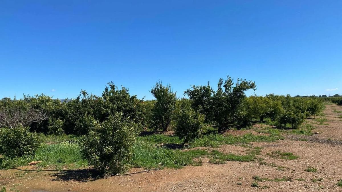 Terreno en venta en Llíria, Valencia photo 5