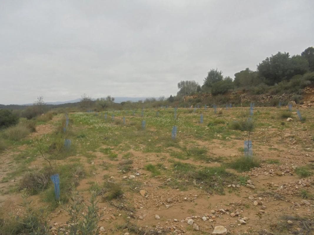 Terreno en venta en Casinos, Valencia photo 5