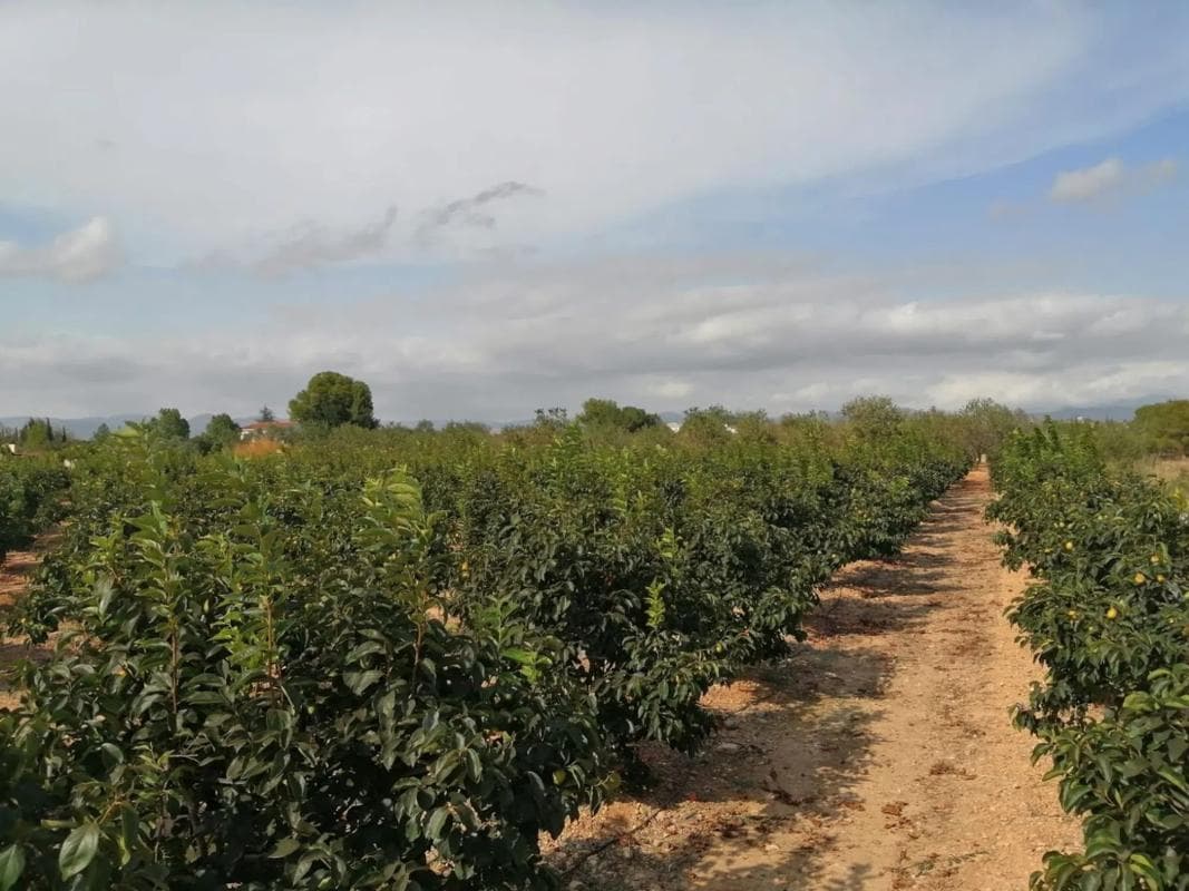 Terreno en venta en Llíria, Valencia photo 2