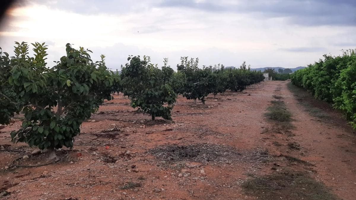 Terreno en venta en Llíria, Valencia photo 3