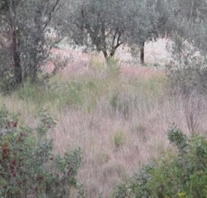 Terreno en venta en Macastre, Valencia photo 5
