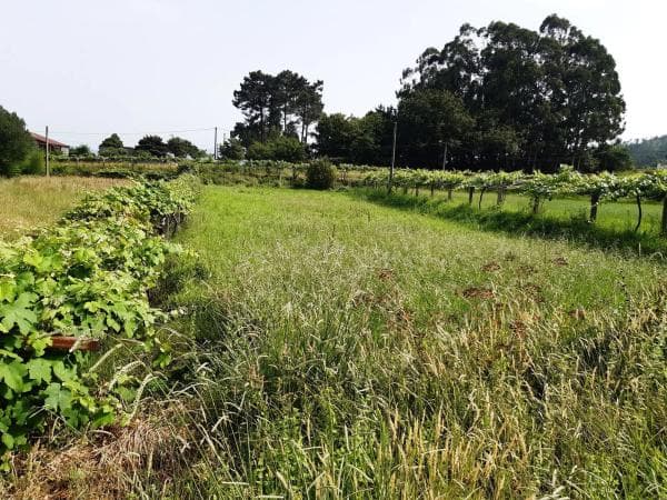 Terreno en a Granxa, 3 photo 4