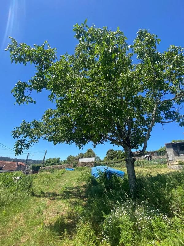Terreno en venta en Tui, Pontevedra photo 4