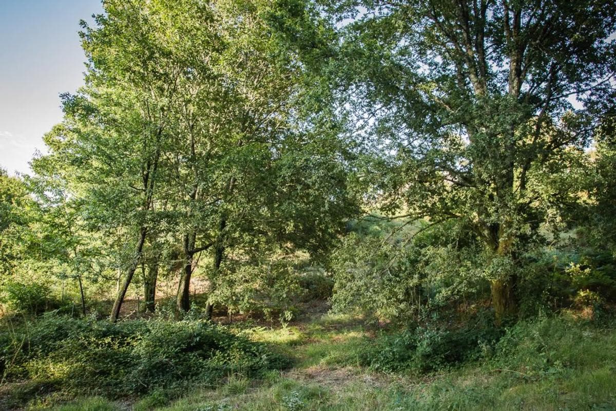 Terreno en venta en Fornelos, Pontevedra photo 5