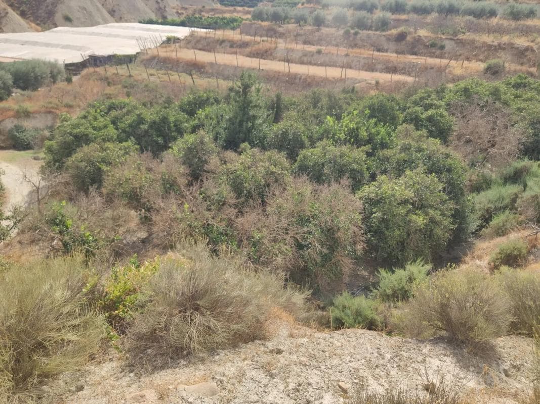 Terreno en venta en Huécija, Almería photo 4