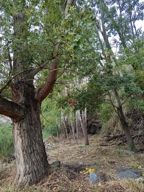 Terreno en venta en Ohanes, Almería photo 2