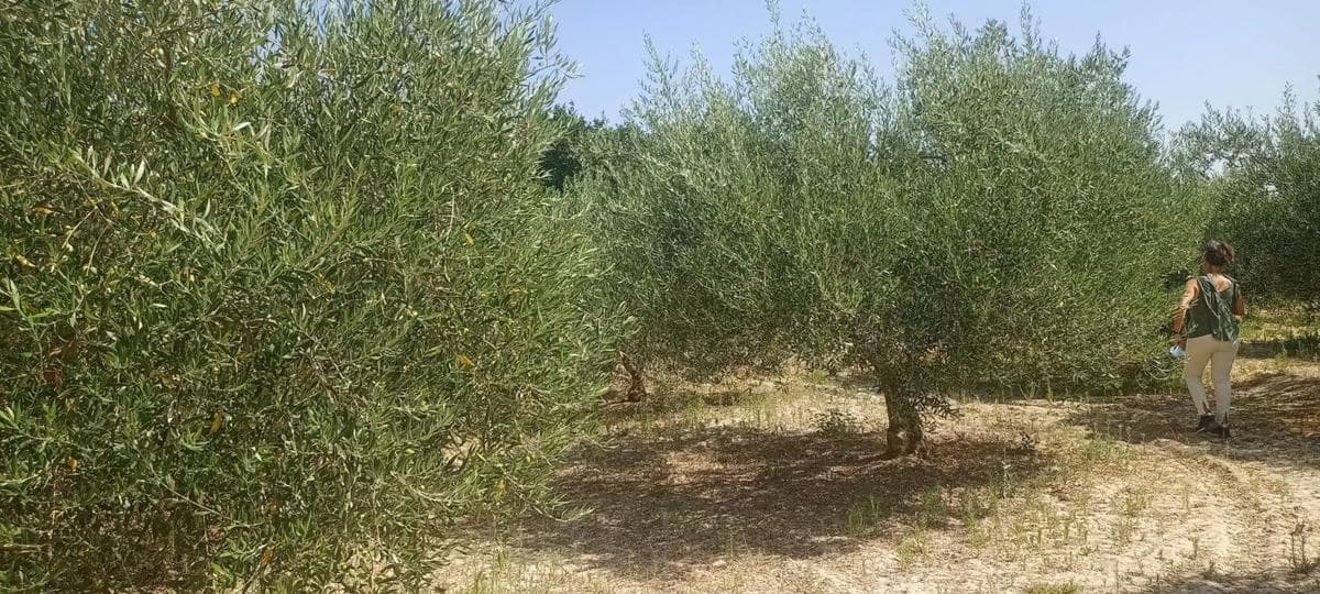 Terreno en venta en Illar, Almería photo 3