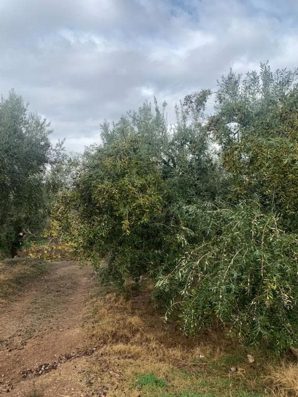 Terreno en venta en Alcolea, Almería photo 3
