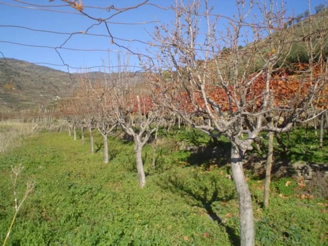Terreno en venta en Ohanes, Almería photo 4