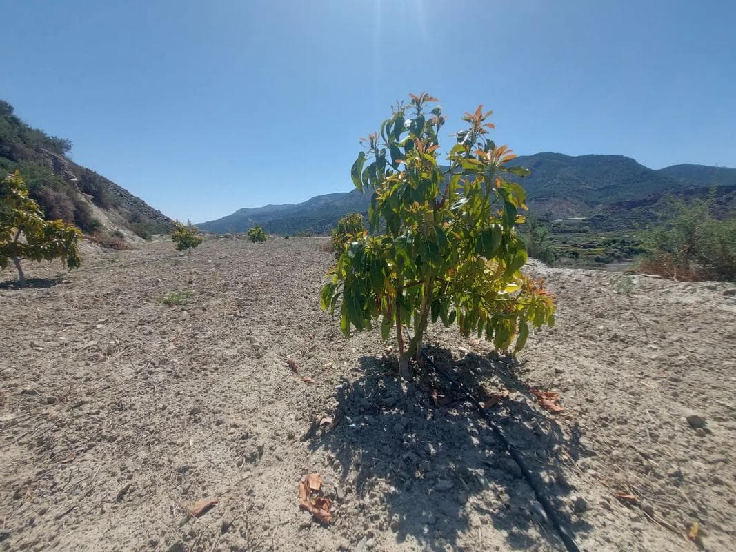 Terreno en venta en Canjayar, Almería photo 5
