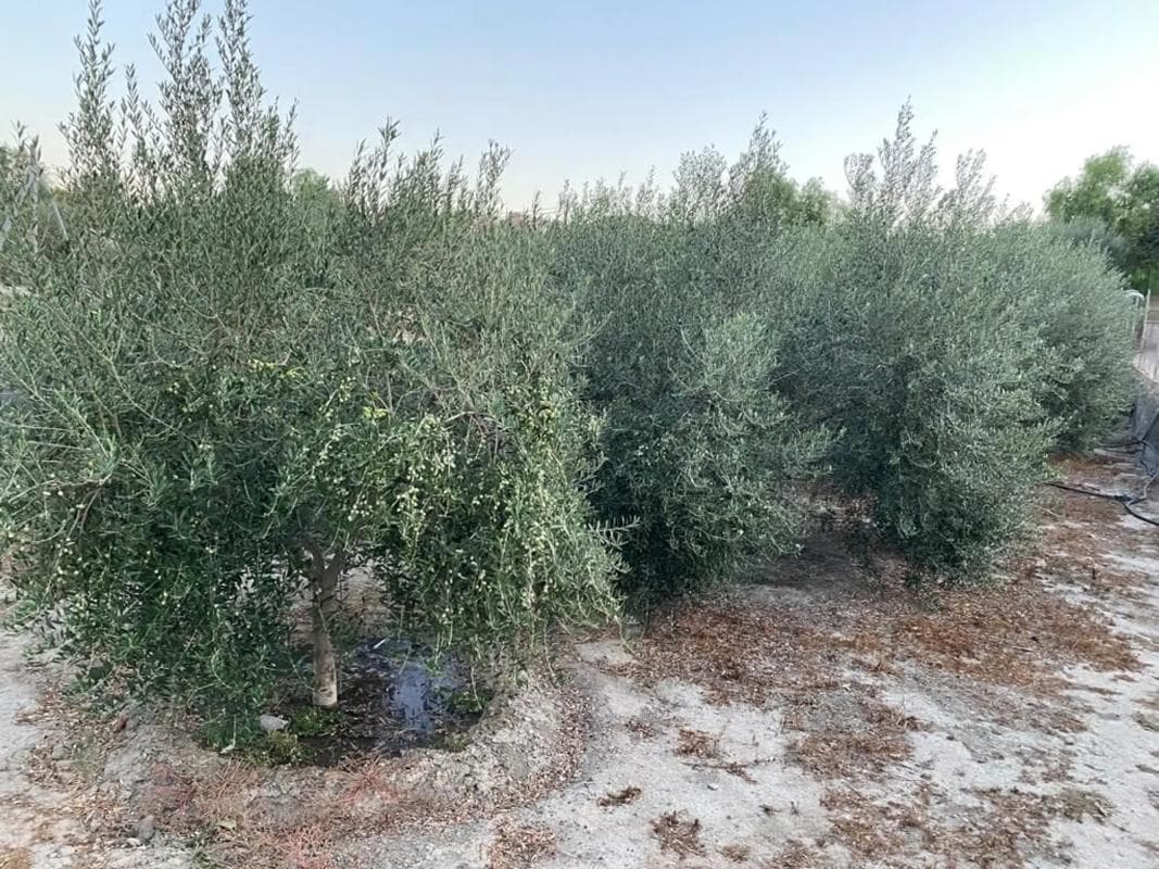 Terreno en venta en Alhabia, Almería photo 3