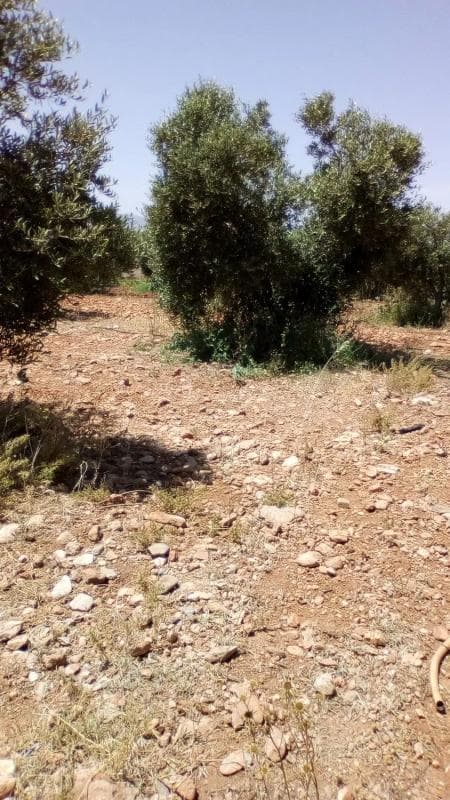 Terreno en venta en Sorbas, Almería photo 5