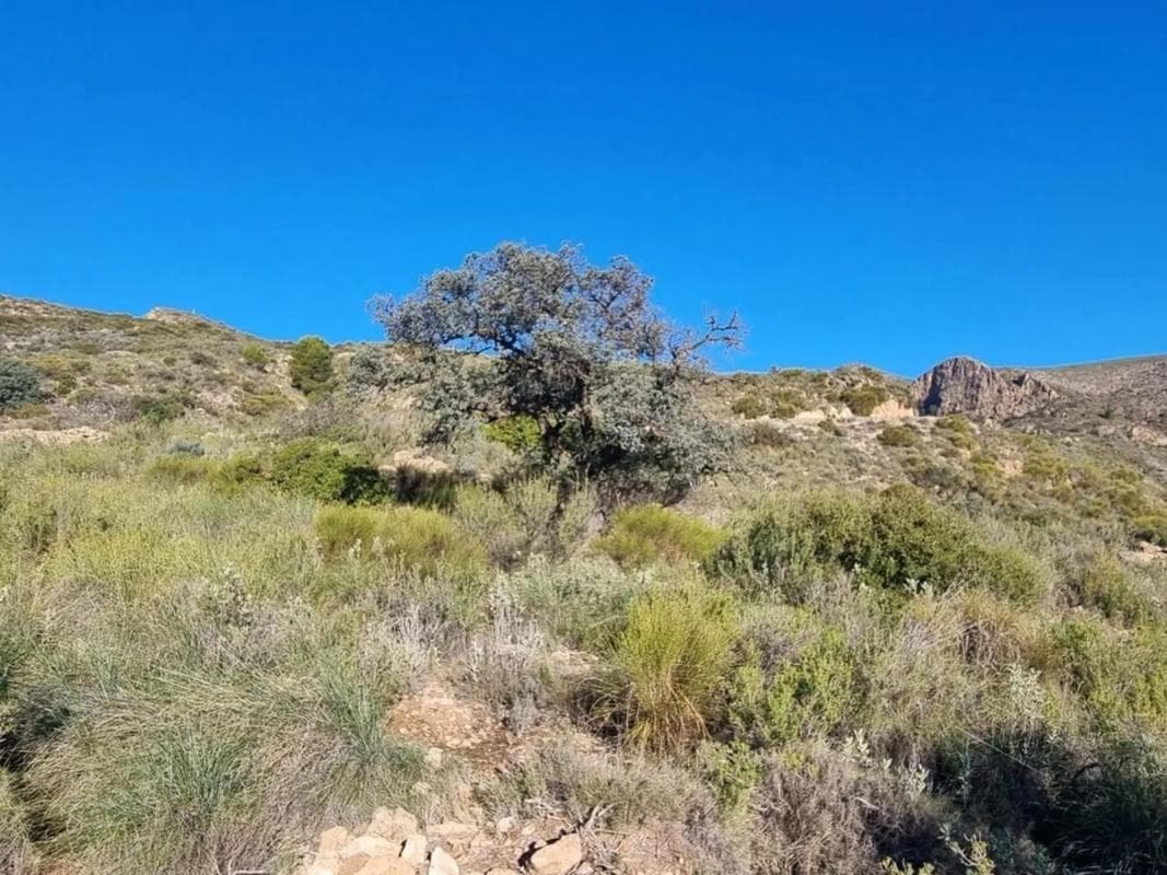 Terreno en venta en Bédar, Almería photo 3