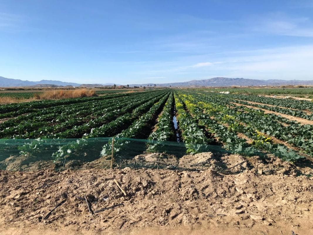 Terreno en venta en Garrucha, Almería photo 5