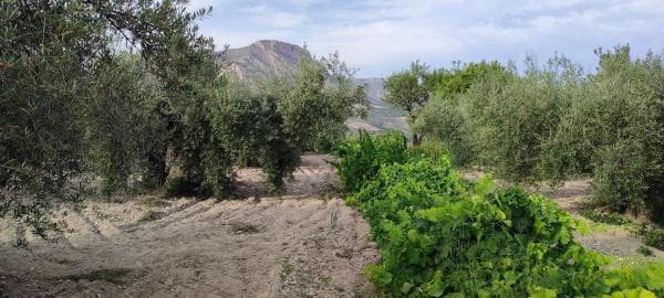 Terreno en calle Balsa Parra, 4 thumbnail 1