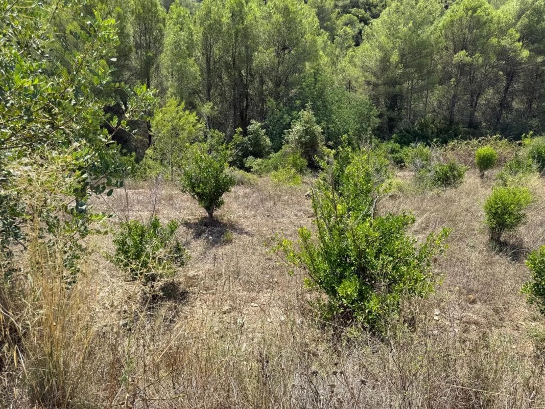 Terreno en venta en Vall de Gallinera, Alicante photo 2